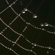 Image for article titled The experiment that proved spiders don't like human urine